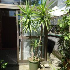 取引中　ユッカ（ドラセナ）の画像