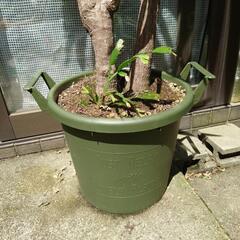 取引中　ユッカ（ドラセナ）の画像