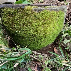 🍂　🌅🌄石臼　苔　苔のついた石臼🍂　🌅🌄の画像