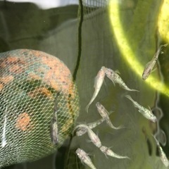 三色ラメ幹之体外光　未選別の画像