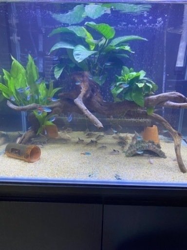 熱帯魚　コリドラス　値下げ