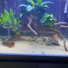 熱帯魚　コリドラス　値下げ