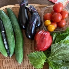 朝どれ　野菜セット　無農薬