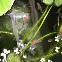 オーロラ黄ラメ　未選別　めだかの画像