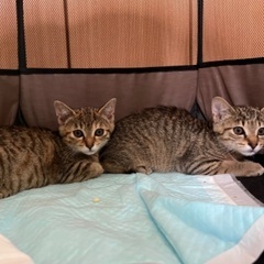 推定3ヵ月のキジトラ　オス・メスです。