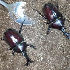 カブトムシ♂♀1ペア