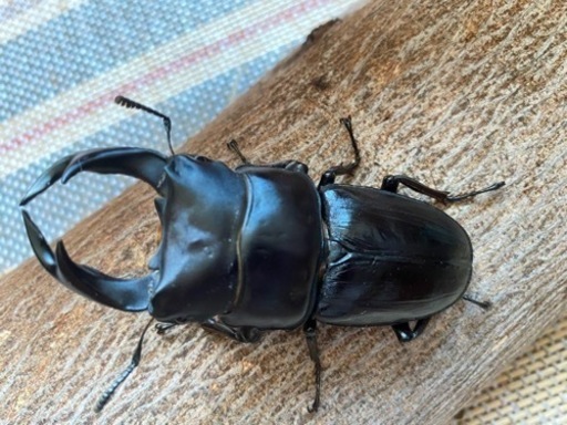 【今年羽化未使用】77mm 久留米産オオクワ　ペア　値段交渉承ります