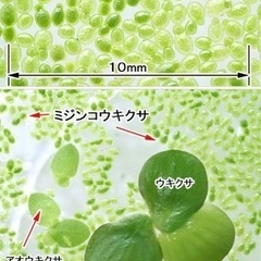 【仁丹藻】ミジンコウキクサを譲ってください。