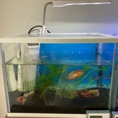 熱帯魚　水槽セット　ライト、フィルター、ヒーター付き