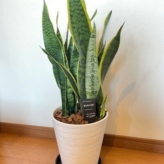 《sold out》観葉植物