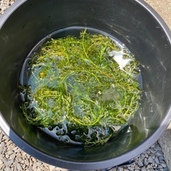 アナカリスあげます。の画像