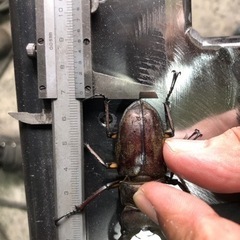 天然ミヤマクワガタ70ミリ
