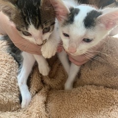 3ヶ月～4ヶ月の子猫