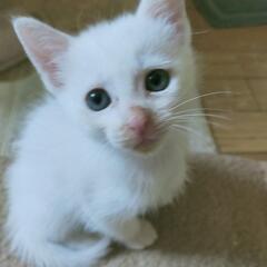 ヤンチャで人懐っこい、男の子猫！