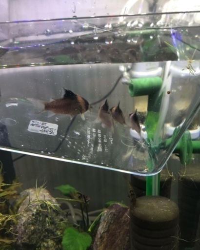 激安値引き熱帯魚4種セット(コリドラス、カラシン、オトシン)水槽