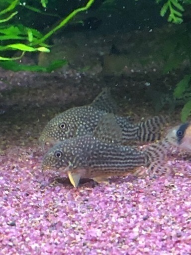 激安値引き熱帯魚4種セット(コリドラス、カラシン、オトシン)水槽