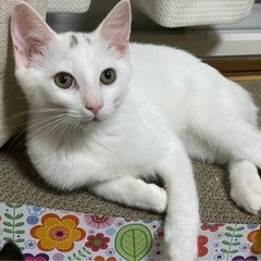 白猫のフォークスくん　子猫だらけの里親会参加猫さん