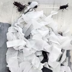 水牛型もいます。ノコギリクワガタ