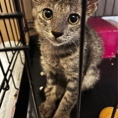 2ヶ月くらいの可愛い3兄弟！