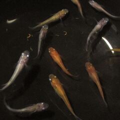 メダカ　若魚　種類・色ミックス　10匹