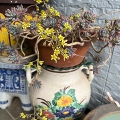 多肉植物①🪴の画像