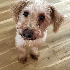 まだ募集しております10歳のシュナプー