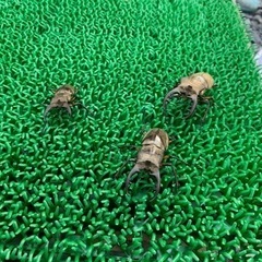 ミヤマクワガタ