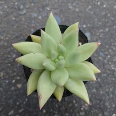 多肉植物 メーター