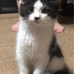 里親決定しました🐱