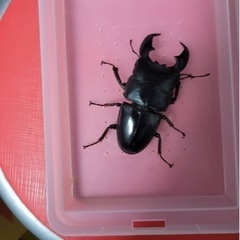 1.スマトラヒラタ♂