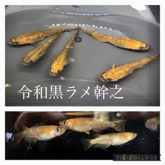 《価格設定変更》メダカの稚魚〜成魚