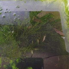 ミナミヌマエビ　15匹セット②