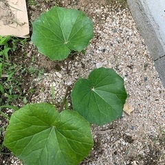 ツワブキ