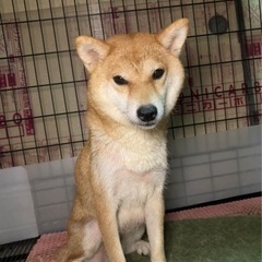 現在の飼育者が高齢化で飼育困難となりますので募集をかけました