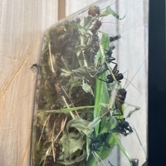 大自然で育った、採れたてコオロギ　餌用　国産の画像