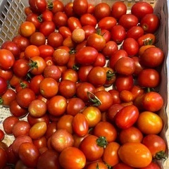 採れたてミニトマト3種 有機肥料無農薬500ｇ