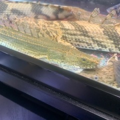 ナイジェリア　ビキールコリバ（訳あり。）