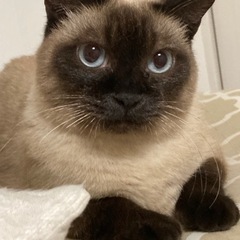 たぬきみたいなもふもふシャム - 猫