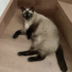 たぬきみたいなもふもふシャム - 名古屋市