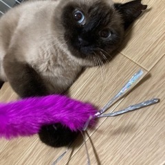 たぬきみたいなもふもふシャム − 愛知県