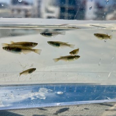 琉球メダカ (ウタキ、国頭、ちゃんぷるー) 若魚 10匹の画像