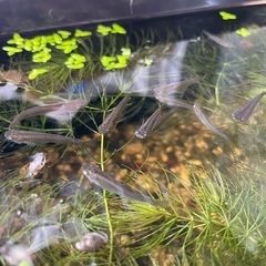 琉球メダカ (ウタキ、国頭、ちゃんぷるー) 若魚 10匹の画像
