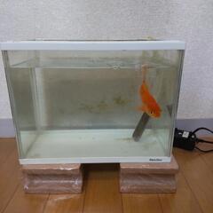 受け渡し決定しました。金魚（10センチ程度）、水槽、ポンプ