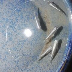 幹之メダカみゆきめだか　若魚　10匹500円