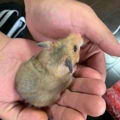 ゴールデン柄無しメスハムです😇
