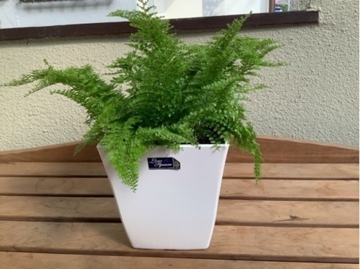 観葉植物　ネフロレピス（しだ）マリサ