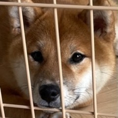 豆柴 小型 柴犬 優良血統
