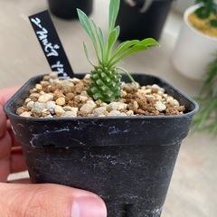 ユーフォルビア　ソテツキリンその他計3点の画像