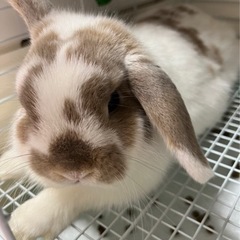 ホーランドロップ　オス　7ヶ月