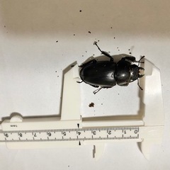 ノコギリクワガタ　ペアの画像